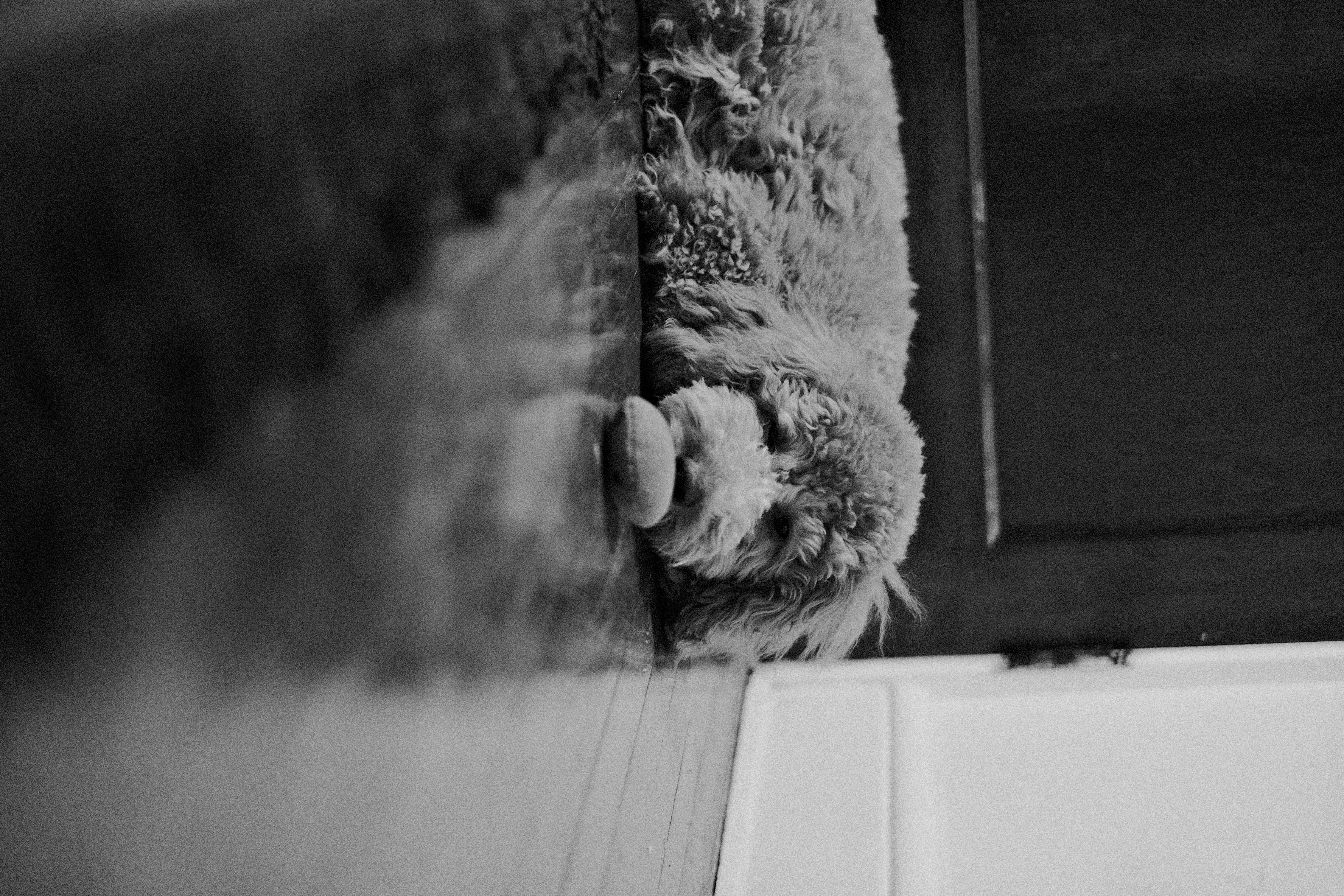 Candid family moment outdoors with toddler and dog